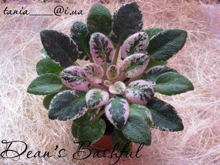Dean'sBashful4