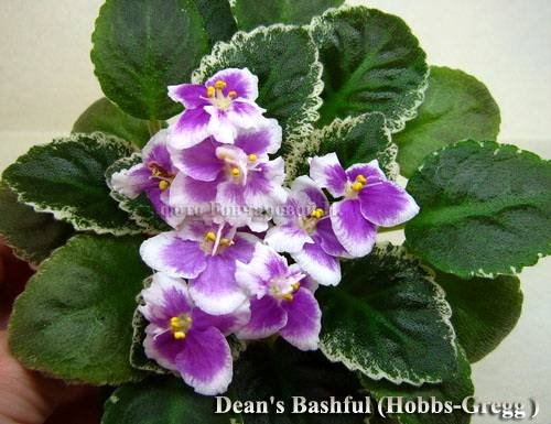 Dean'sBashful5