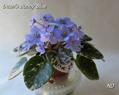 Dean'sBunnyBlue2
