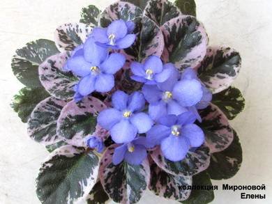Dean'sBunnyBlue7
