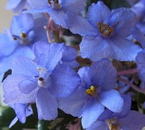 Dean'sBunnyBlue9