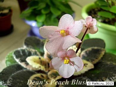Dean'sPeachBlush2
