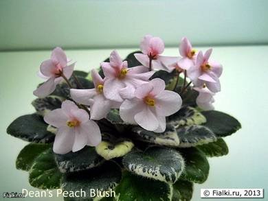 Dean'sPeachBlush3
