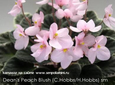 Dean'sPeachBlush4