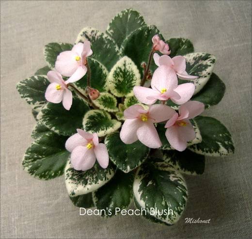 Dean'sPeachBlush6