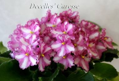 DecellesCaresse4