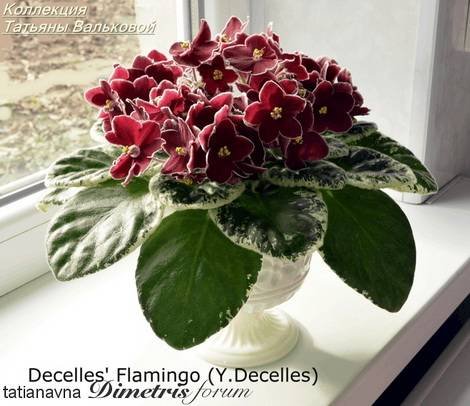 DecellesFlamingo1
