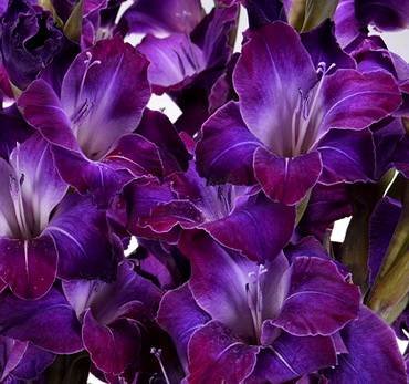 DeepPurple