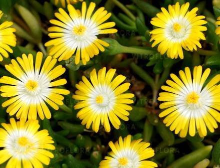 Delosperma1