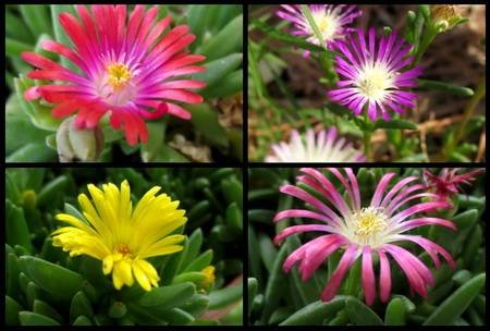 Delosperma10