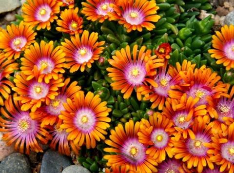 Delosperma11