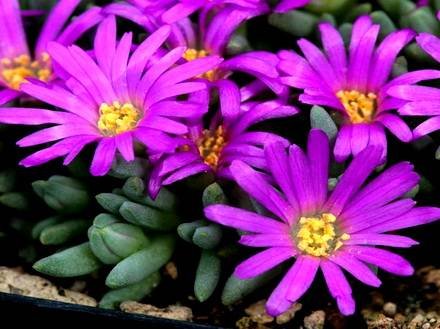Delosperma2