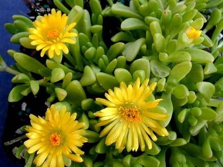 Delosperma5