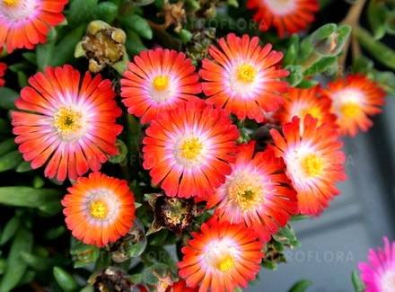 Delosperma6