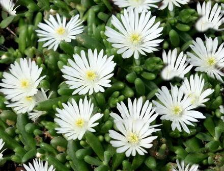 Delosperma8
