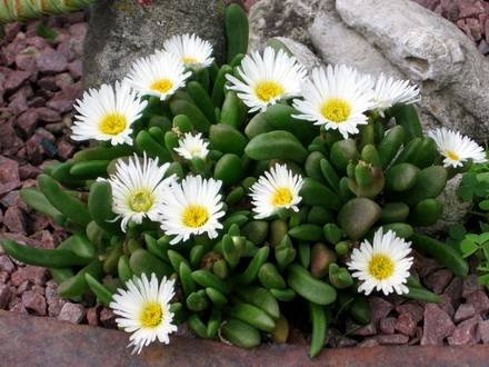 DelospermaEsterhuyseniae