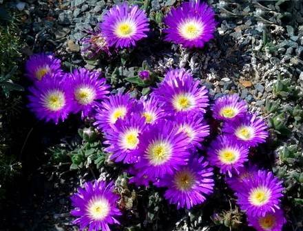 DelospermaSutherlandii