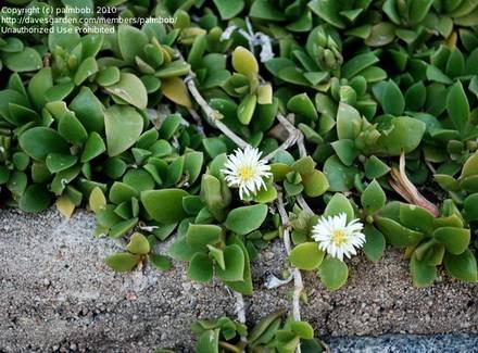 DelospermaTradescantioides