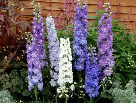 Delphinium1