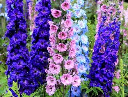 Delphinium10