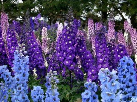 Delphinium11