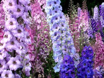 Delphinium12