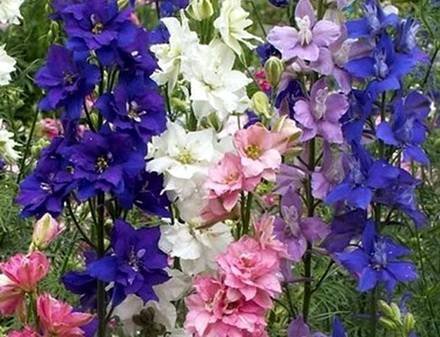 Delphinium14