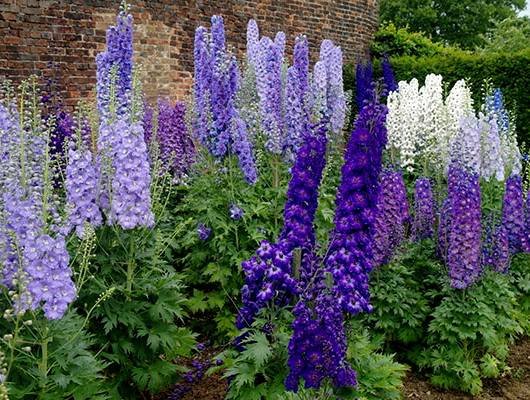 Delphinium15