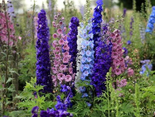 Delphinium16