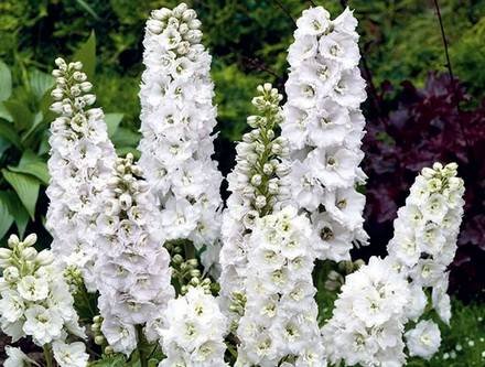 Delphinium2