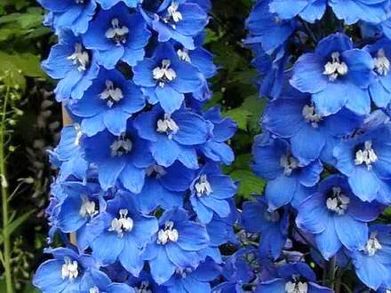 Delphinium3