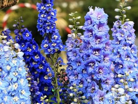 Delphinium33