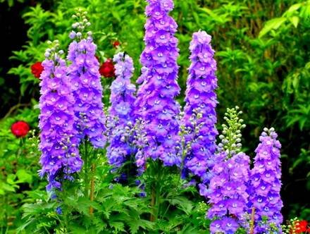 Delphinium4