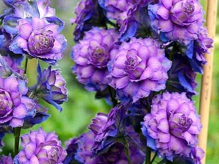 Delphinium6
