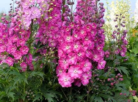 Delphinium7