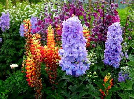Delphinium8