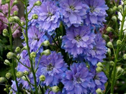 Delphinium9
