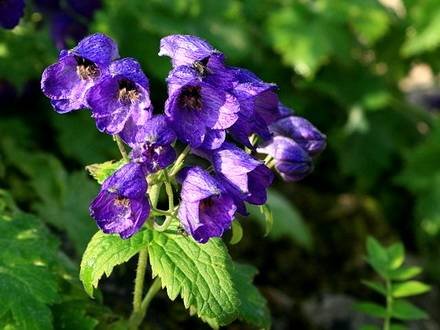 DelphiniumCashmerianum
