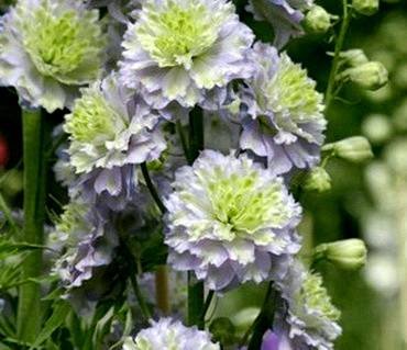 DelphiniumCrystalDelight