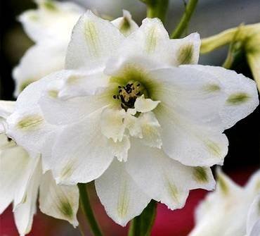 DelphiniumFountainWhite