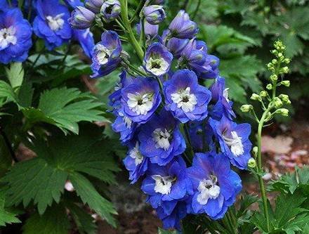DelphiniumGrandiflorum