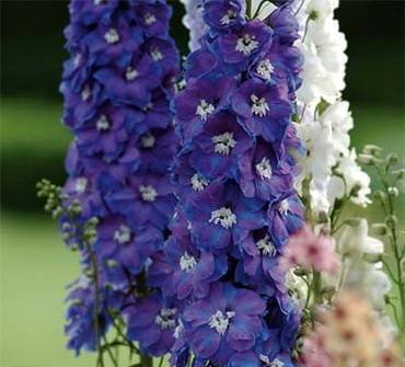 DelphiniumGuardianBlue