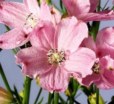 DelphiniumOceanPink