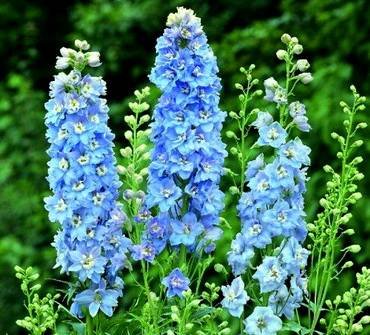 DelphiniumSkyBlueWhite