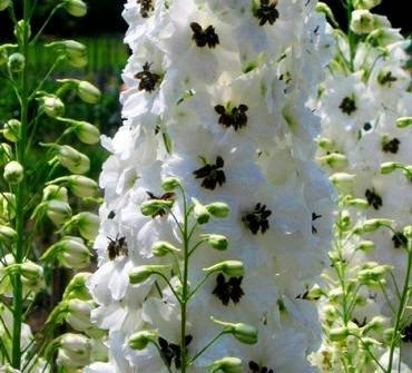 DelphiniumWhiteDark