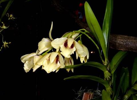 Dendrobium11