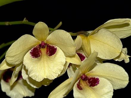 DendrobiumAlbosanguineum