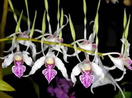 DendrobiumAntennatum
