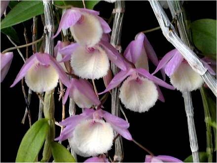 DendrobiumAphyllum