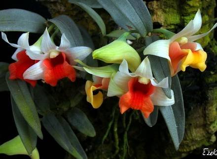 DendrobiumBellatulum